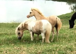 Horses/Ponies - Dallas2 image