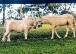 Horses/Ponies - Dallas3 image