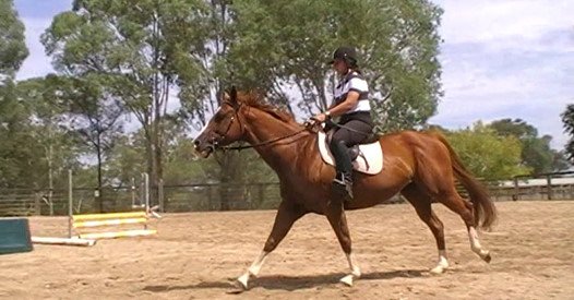 For sale - Maddisons Dream - Paint Reg - 9yo - Approx 15'1h