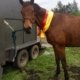 TT Sakido has done it again: Jumping in the mud at the Equine Lifestyle Festival