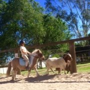TT Tank is training to be a cattle pony, chasing Lana out of the arena... Was so