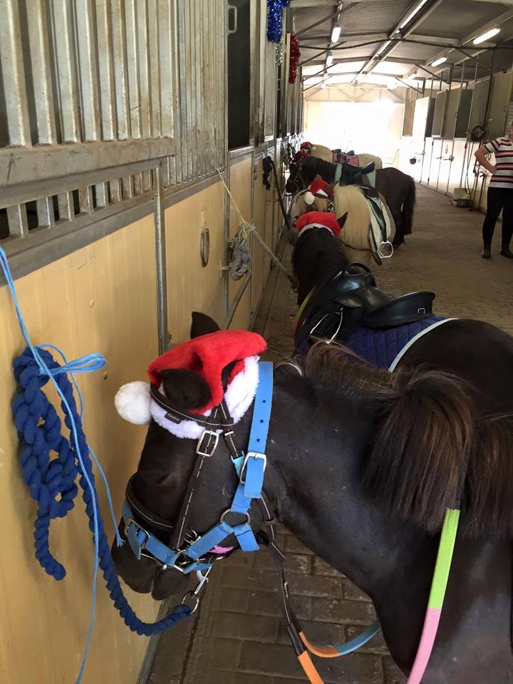 Tic Toc Equestrian Christmas Party on Sunday ! - Tic Toc Equestrian Christmas Party on image