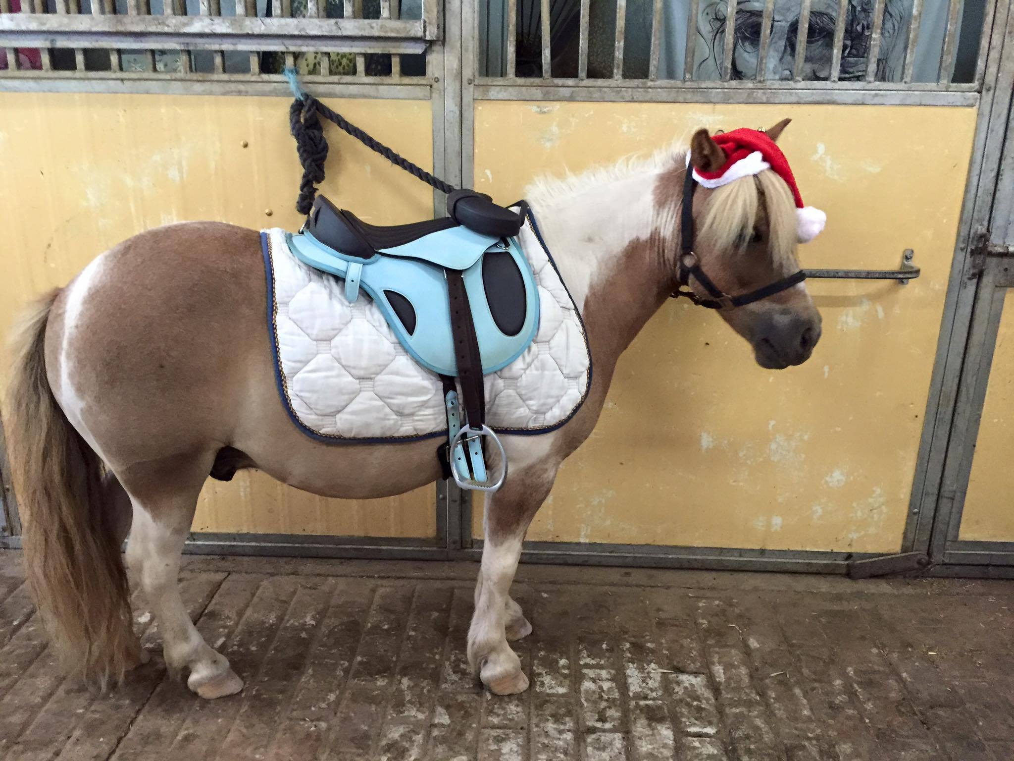Tic Toc Equestrian Christmas Party on Sunday ! - Tic Toc Equestrian Christmas Party on image