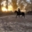 May be an image of 1 person, riding a horse, standing, horse and outdoors